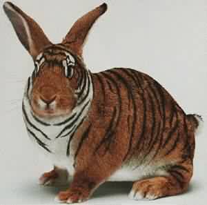 tiger-rabbit.jpg