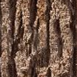 city_tree.jpg