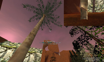palm.jpg